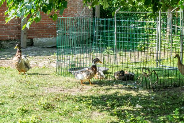  Ferienwohnung Sylt auf dem Holmhof Poppenbüll,Osterhever,Tetenbüll - Enten