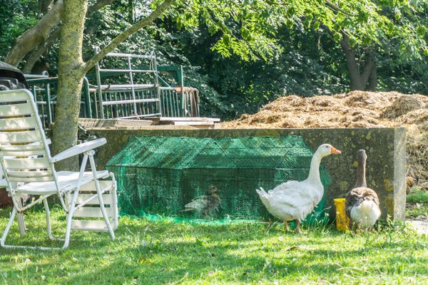  Ferienwohnung Sylt auf dem Holmhof Poppenbüll,Osterhever,Tetenbüll - Gänse