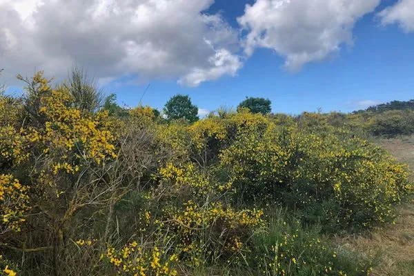 Landschaft  Ferienwohnung Flieder (1)