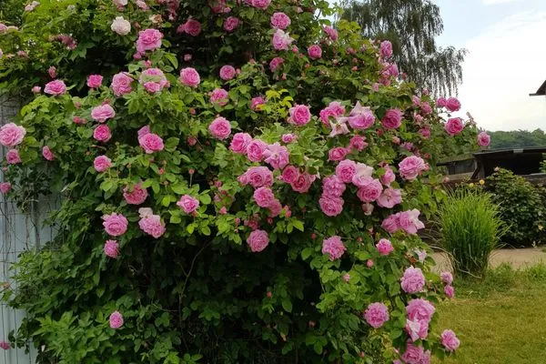 Scenery Insel-Idyll Morgentraum