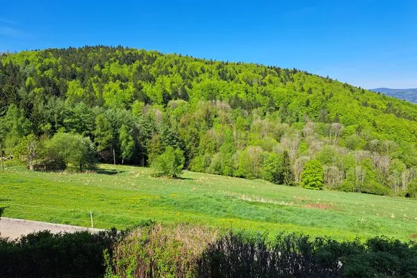 Landschaft Ferienland Sonnenwald Appartement Waldsonne