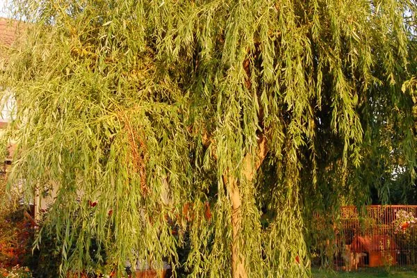 Scenery Insel-Idyll Sonnenschein