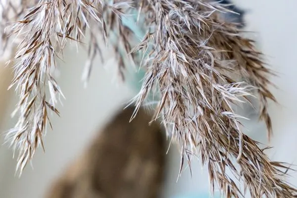 Reetdachhaus Strandkoje Reetdachhaus Strandkoje SPO Umland - 