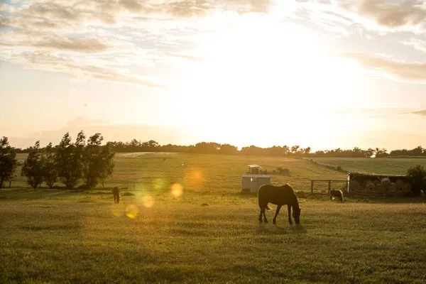   Ferienhaus Schilfrohrsänger 43