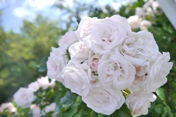 Reetdachhaus ASK / EMBLA Reetdachhaus EMBLA SPO Ording - 