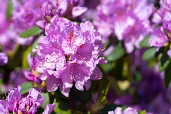 Bungalow Seestern Bungalow Seestern B SPO Dorf - 