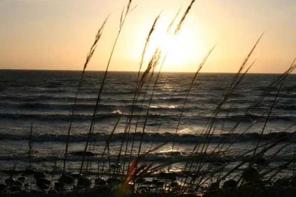 Seepferdchen-18  Seepferdchen