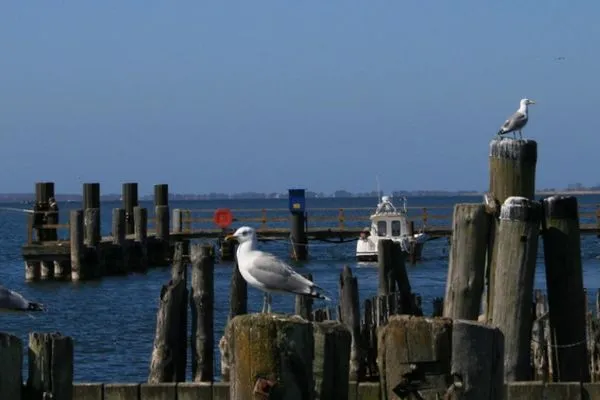 Seestern-16  Seestern