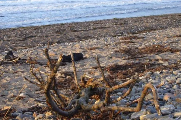 Seestern-17  Seestern