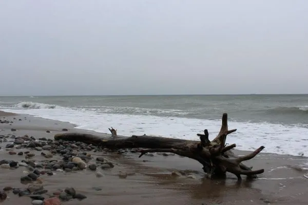 Seestern-19  Seestern