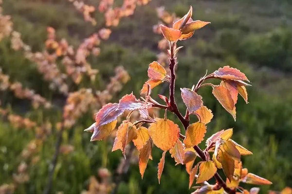 Ferienwohnung Strandmuschel-13  Ferienwohnung Strandmuschel