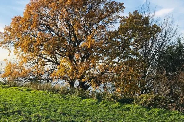 Ferienwohnung Flieder (1)-13  Ferienwohnung Flieder (1)