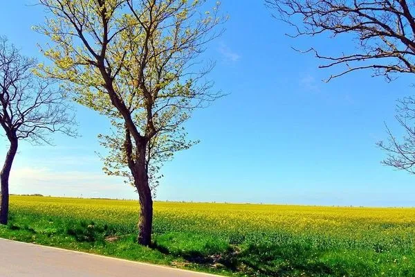 Haus Sanddorn-21  Haus Sanddorn