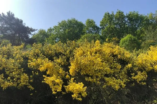 Ferienwohnung Ginster-19  Ferienwohnung Ginster