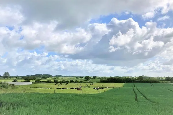 Weitblick über die Kuhkoppel und Felder  Ferienhaus Landliv Hus