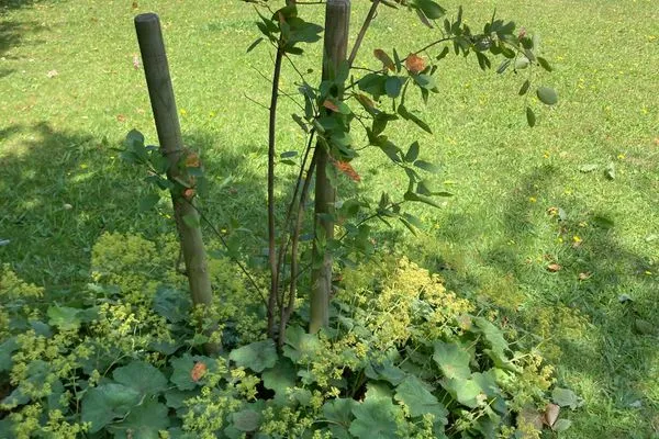   Ferienhaus Heidelodge