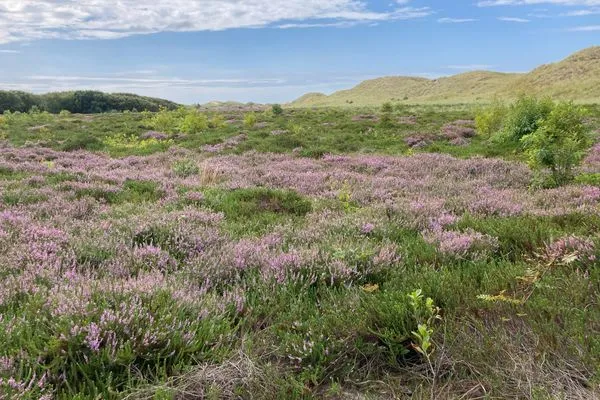   Ferienhaus Heidelodge