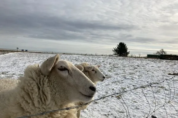   Ferienhaus Heidelodge