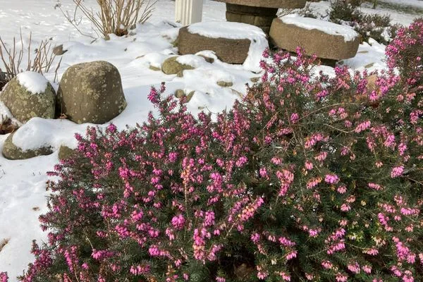   Ferienhaus Heidelodge