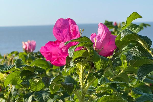 Haus Alexandra Ferienwohnung 8 Dat Büdche Wangerooge - Meerblick