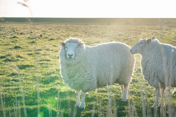 Alte Schule Westerhever Vollerwiek SPO Umland - 