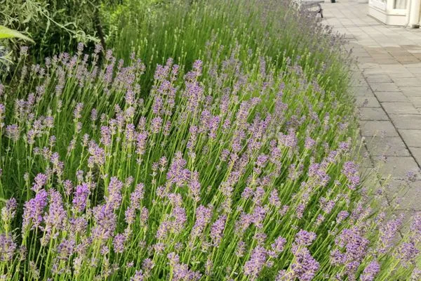  Breskens Chalet Meeresrauschen mit Zaun Haus Nr. J251