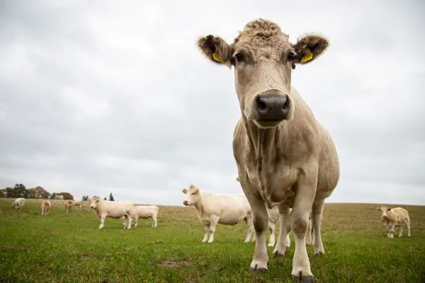 Ferienhaus Kugelhaus Südkugel am Tollensesee - ländliche Umgebung  Kugelhaus Südkugel