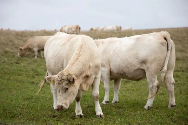 Ferienhaus Phoebe - Kugelhaus am Tollensesee - weidende Rinder  Phoebe