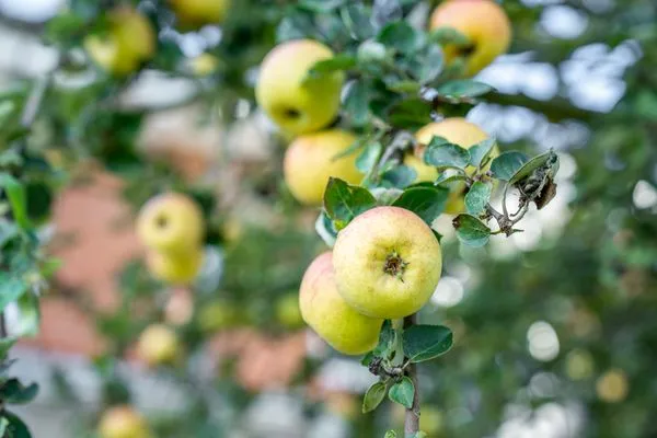 Alte Schule Westerhever Porrendeich SPO Umland - 