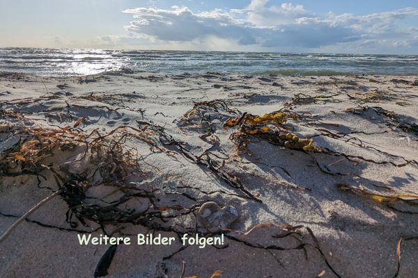  Boddenland 3 Born auf dem Darß - 