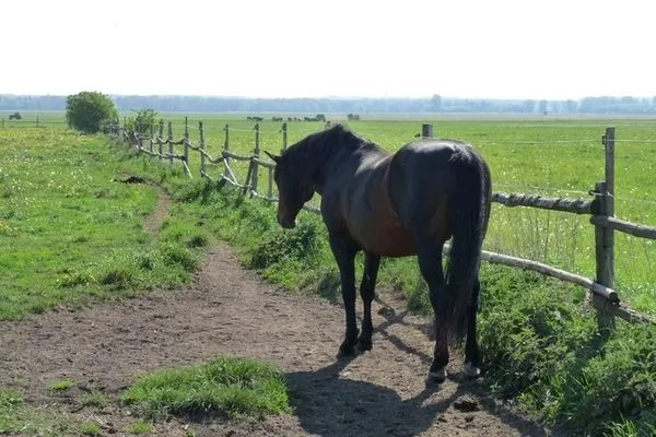  Ferienhaus im Grünen