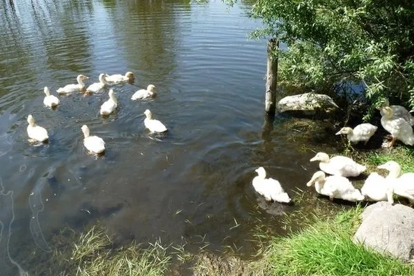   Ferienhaus im Grünen