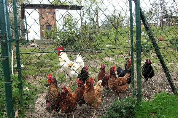   Wohnung in Ulrichshusen