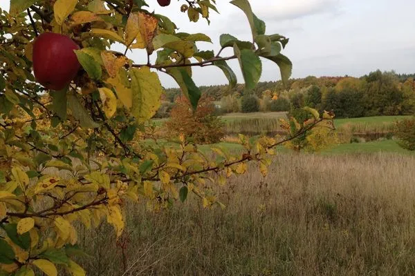   Wellness Appartemente am Golfplatz in der Villa Royal