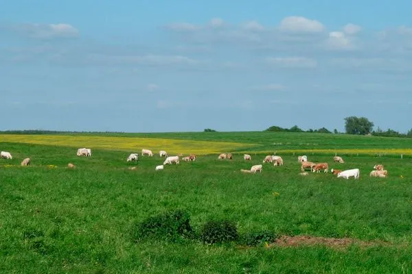   Ferienhaus Mecklenburgische Seenplatte