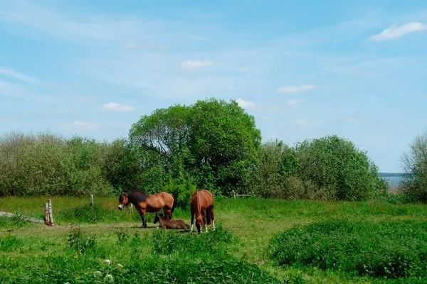   Ferienhaus Mecklenburgische Seenplatte