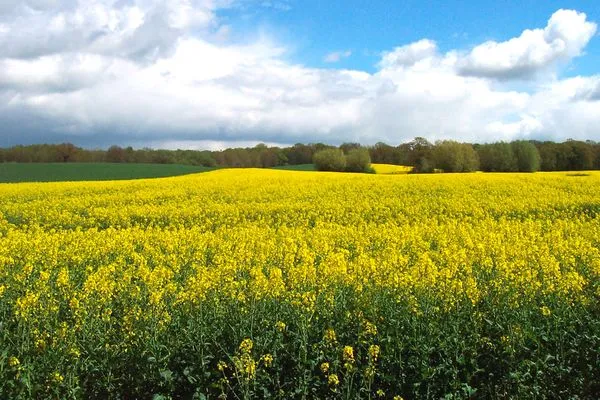   Ferienhaus Mecklenburgische Seenplatte
