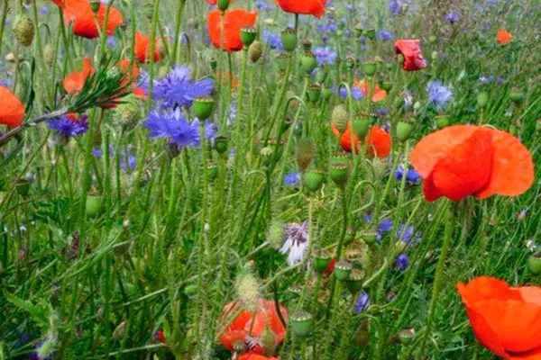   Ferienhaus Mecklenburgische Seenplatte
