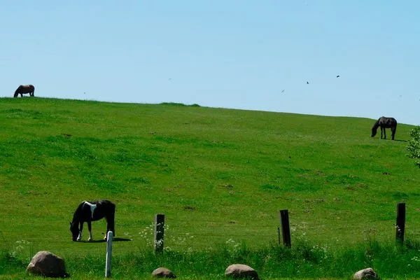   Ferienhaus Mecklenburgische Seenplatte
