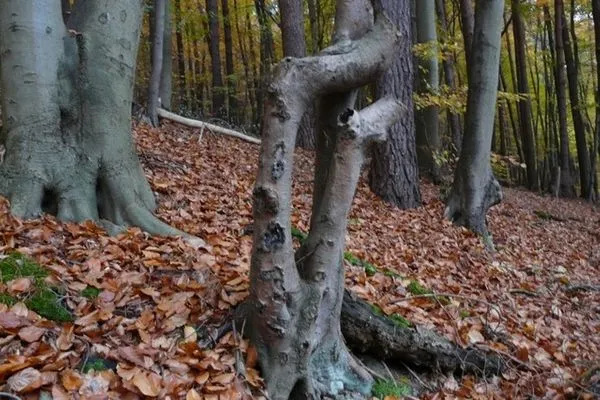   Ferienhaus nahe Stechlinsee