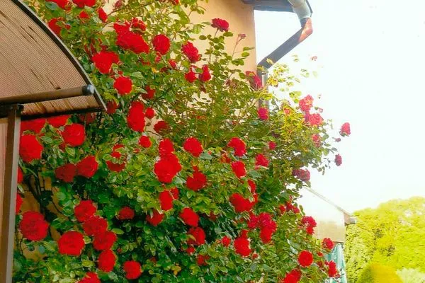   Ferienwohnung am Malchower See