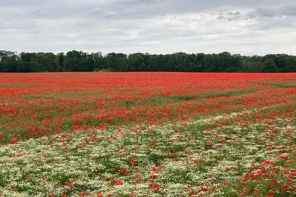   Ferienhaushälfte Jabelscher See