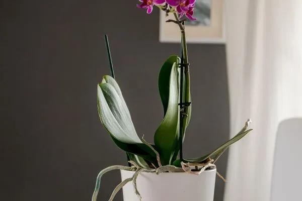 Dekoratives Detail  Haus zur See - Wohnung 5