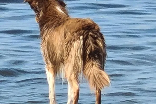  Bad Hoophuizen Chalet Villa MiaMari Nr. Zuiderzee 12