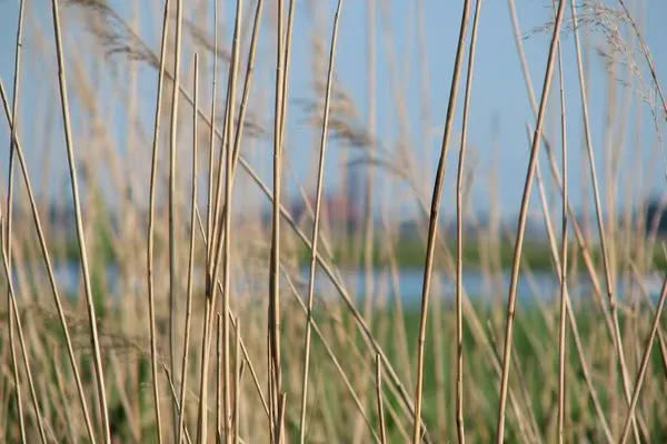 Schilf am Bodden  de Obendtied - Wohnung 6 "Reet"