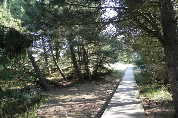 Bohlenwanderweg durch den Amrumer Wald Haus *Südspitze 17* Ferienwohnung *Inselnest am Meer*