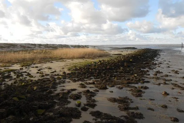   Ferienhaus Plattfisch