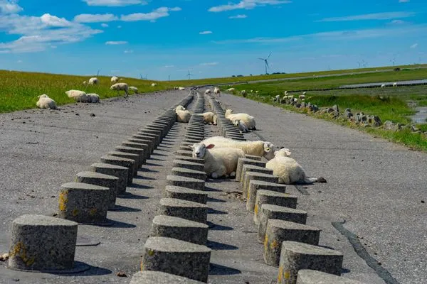   Ferienhaus Leuchtqualle