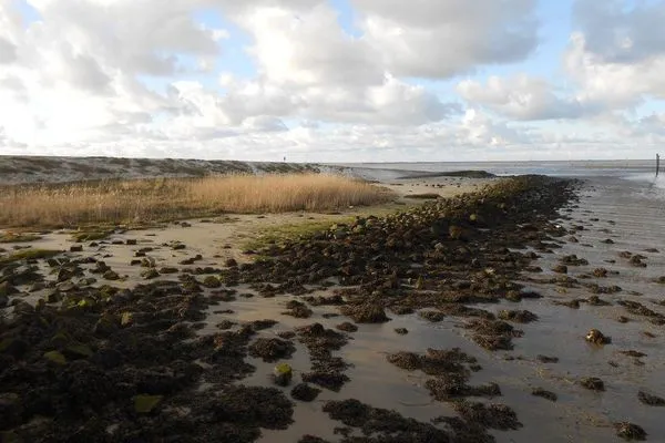   Ferienhaus Wiesenpieper