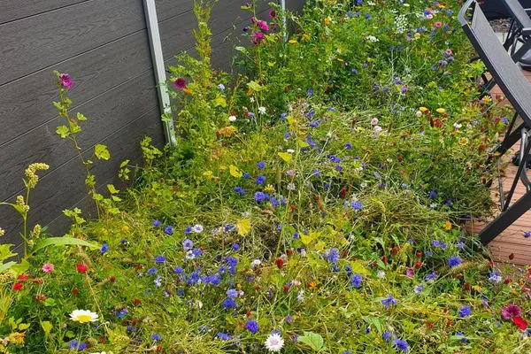   Ferienhaus Wiesenpieper